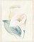 Calla Lily I Poster Print by Paul Hargittai - Item # VARPDXHAR214